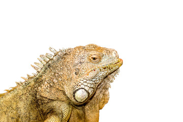 Naklejka premium Lizzard head