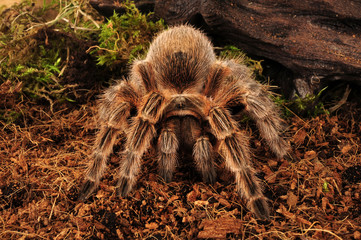 Vogelspinne - Grammostola sp conception