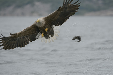 Hunting Sea Eagle