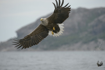 Hunting Sea Eagle