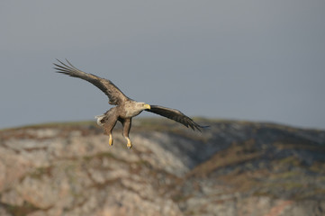 Fototapeta na wymiar Eagle Hunting