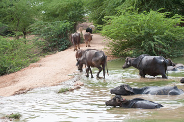 Fototapeta na wymiar indian holy cows taking a bath in a muddy lake