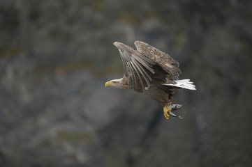 Eagle with Prey.