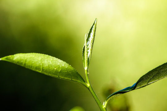 close up green tea leaves
