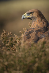 Golden Eagle
