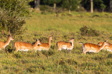Fallow deers