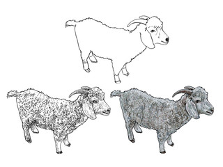 Angora goat-vector