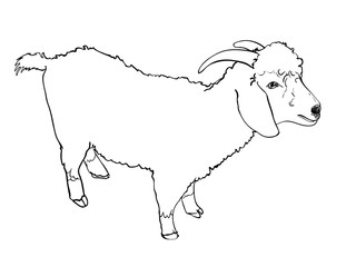 Angora goat-vector