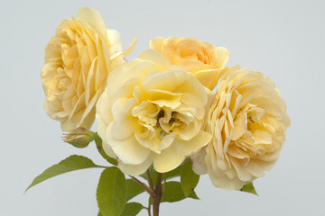 Englische, Rose, David, Austin, Strauchrose, Blume, Rosa,
