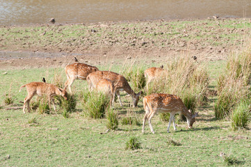 indian spotted deer grazing in the savannah - 68075438