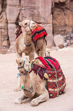 Camels resting in Petra Jordan