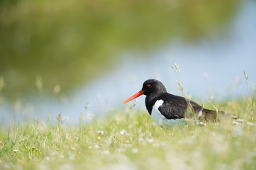 Eurasian oystercatcher