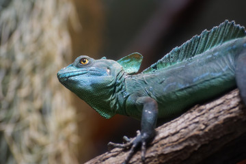 Stirnlappenbasilisk, Basiliscus plumifrons