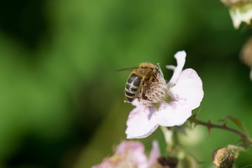 bee on flowers of blackberries