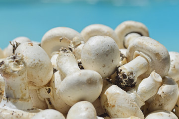 Button mushrooms.