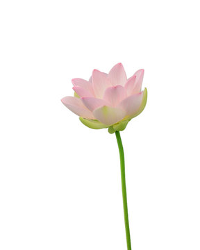 蓮花