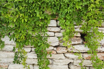 Stone Wall With Greenery