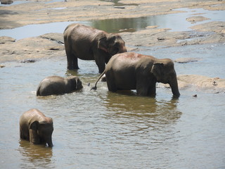 Elephants on the river