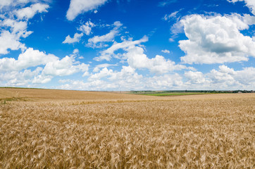 wheat land background