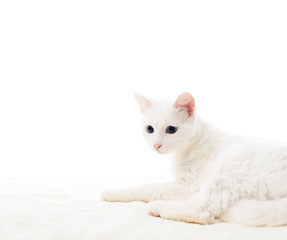 white cat on a white background