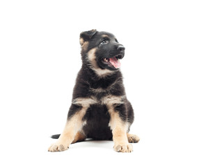 Fototapeta premium German Shepherd puppy on white background