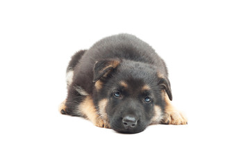 sad puppy German shepherd on a white background isolated