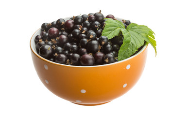 Black currant
