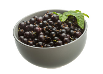 Black currant
