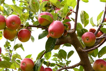 Apfelbaum (Malus)
