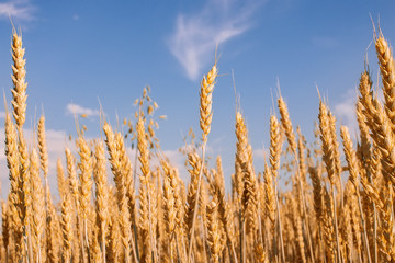 Wheat field