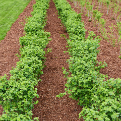 Accurate rows of currant bush seedlings