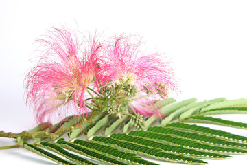 fleurs d'albizia