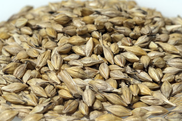 Gerstenkoerner; Gerste; Hordeum; vulgare;