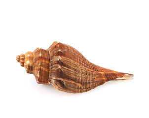 Sea shell isolated