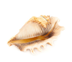Sea shell isolated