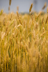 Wheat Field
