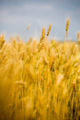 Wheat Field