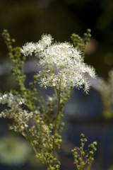 Maedesuess, Filipendula, ulmaria, Wasserpflanze, heilpflanze