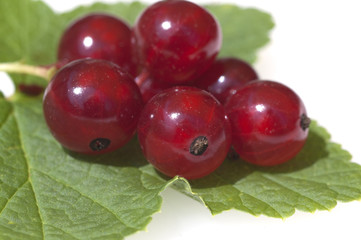Johannisbeeren; Rote, Johannisbeeren; Ribes, rubrum;