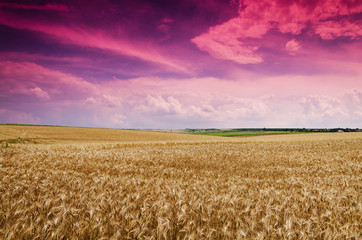 Fototapeta premium wheat land background