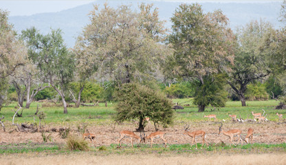 Fototapeta na wymiar fighting impalas in the savannah in africa