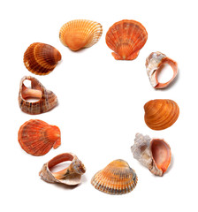 Letter O composed of seashells