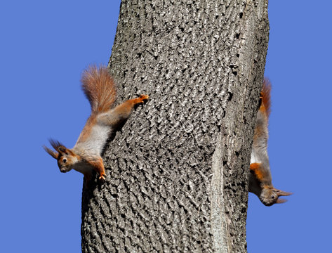 Two Red Squirrels Play On Tree