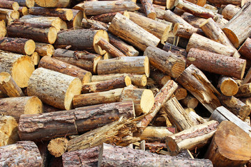 Sawn firewood