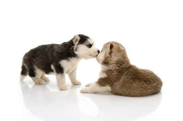 Two Puppies of siberian husky