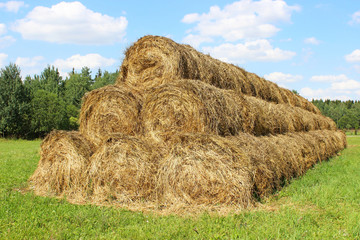 Harvested hay rolls lying on the field