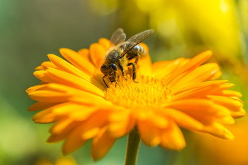 Bee on Marigold