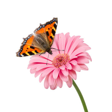 butterlfy flower