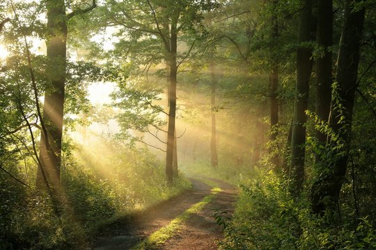 Fototapeta Polną drogą przez las liściasty o świcie