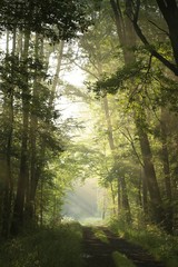 Dirt road through deciduous forest on a foggy morning